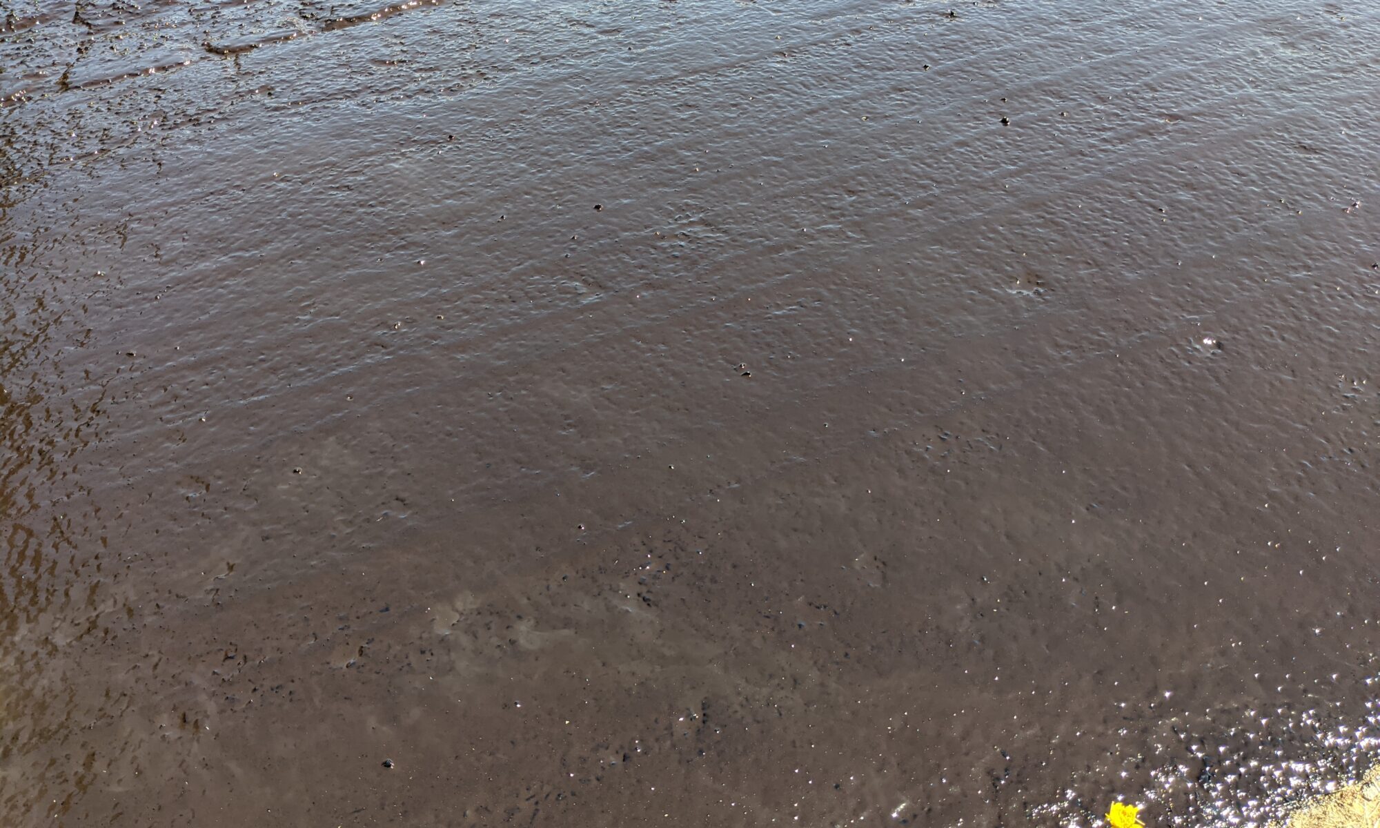 Heavy coat of chip seal over very alligatored asphalt.